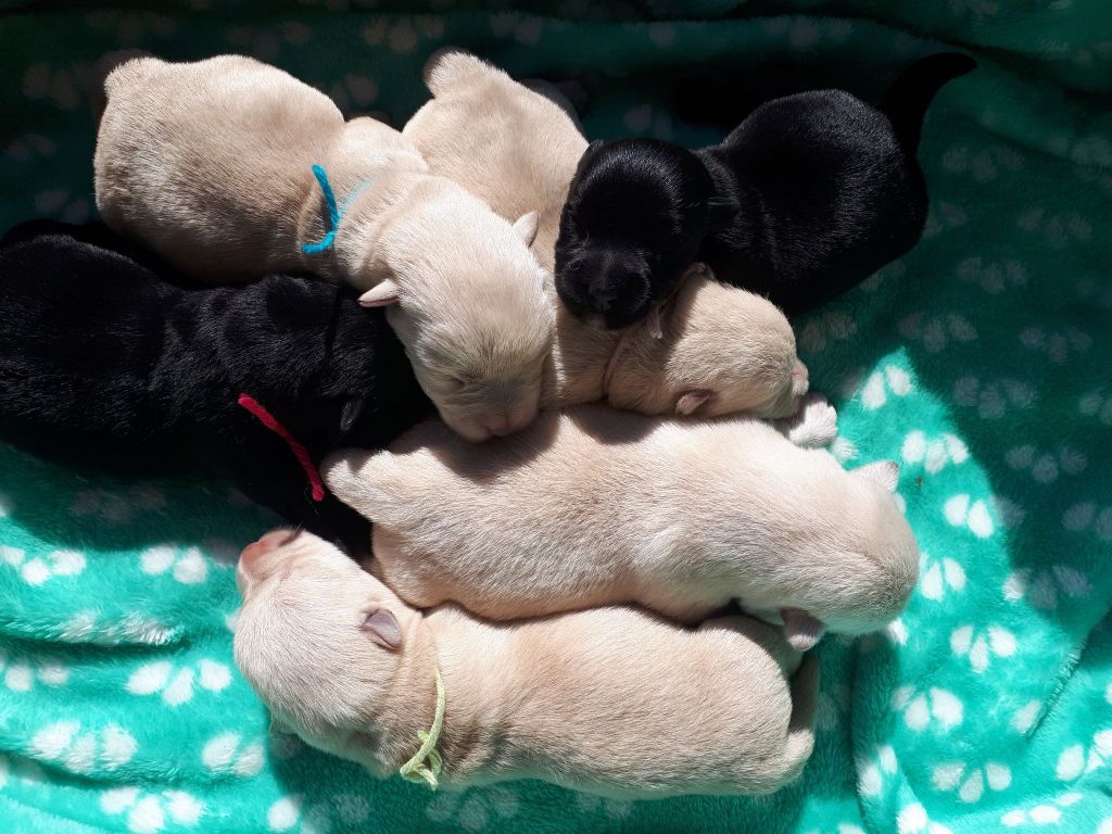 du cercle des gentlemen terriers - 9 septembre 2021 : nos bébés sont là !