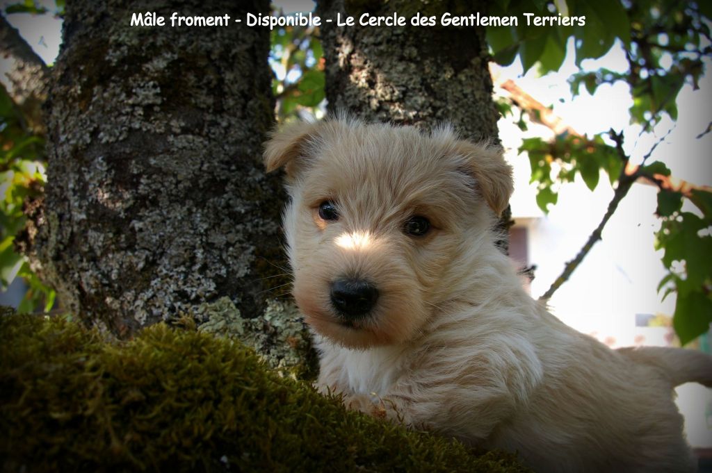 du cercle des gentlemen terriers - 13 mars 2022 : nouvelle naissance.