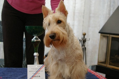 du cercle des gentlemen terriers - Exposition de Bar-le-Duc le 25 mai 2008