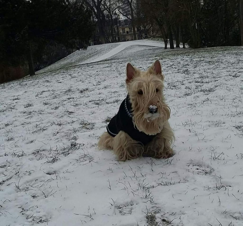 du cercle des gentlemen terriers - Douglas a 15 ans !