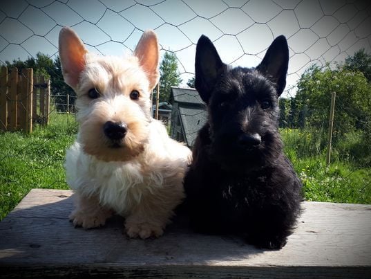 du cercle des gentlemen terriers - Départ de nos bébés.