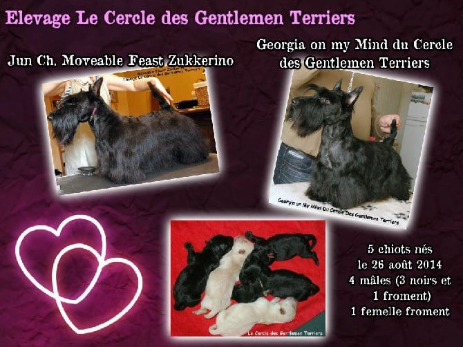 du cercle des gentlemen terriers - Naissance de BB Scottishs le 26 août 2014