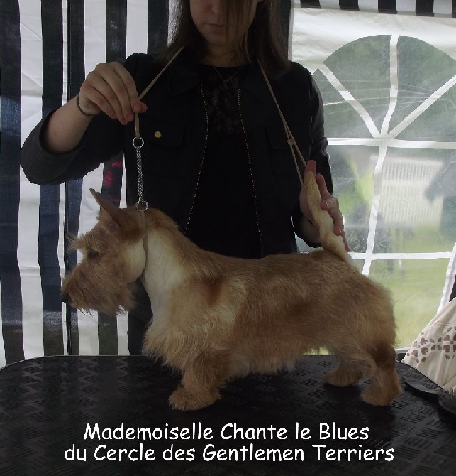 du cercle des gentlemen terriers - Madye, Best Baby.