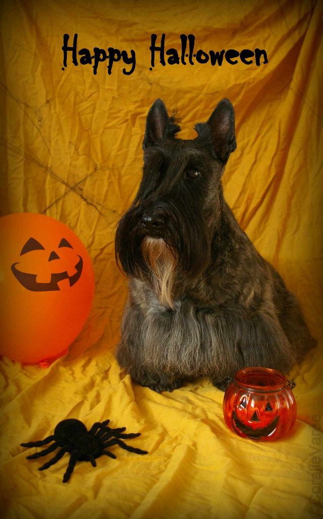 du cercle des gentlemen terriers - Happy Halloween !