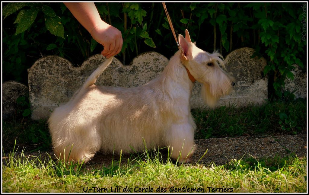 du cercle des gentlemen terriers - 28 août 2024 : Confirmation Lili.