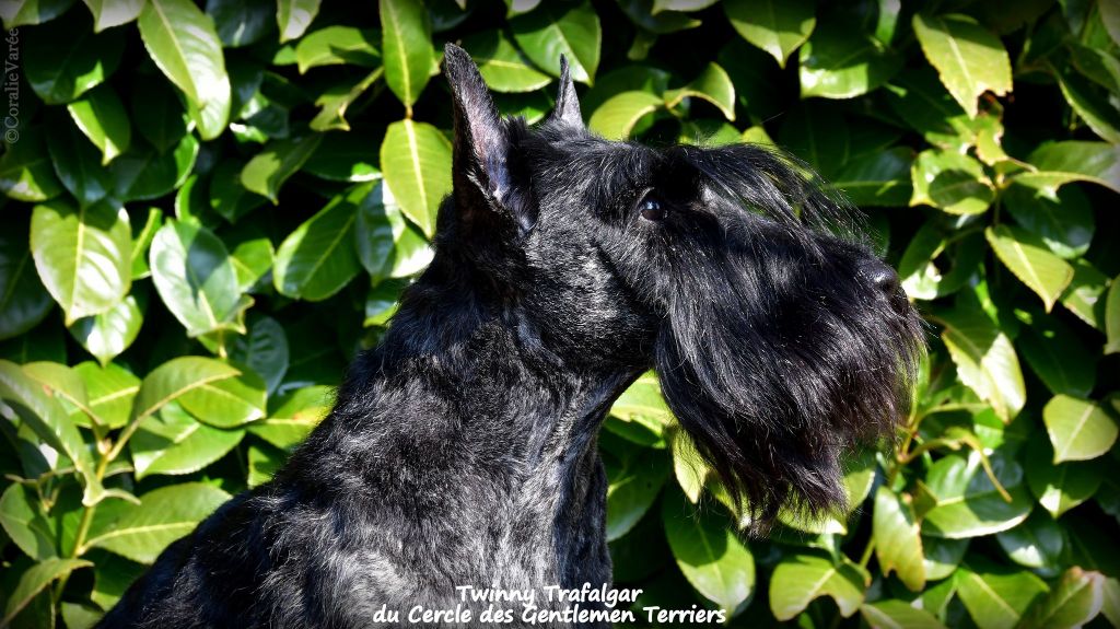 du cercle des gentlemen terriers - Twinny.