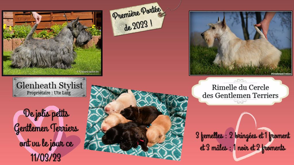 du cercle des gentlemen terriers - 11 et 16 mars 2023 : Nos bébés sont nés !