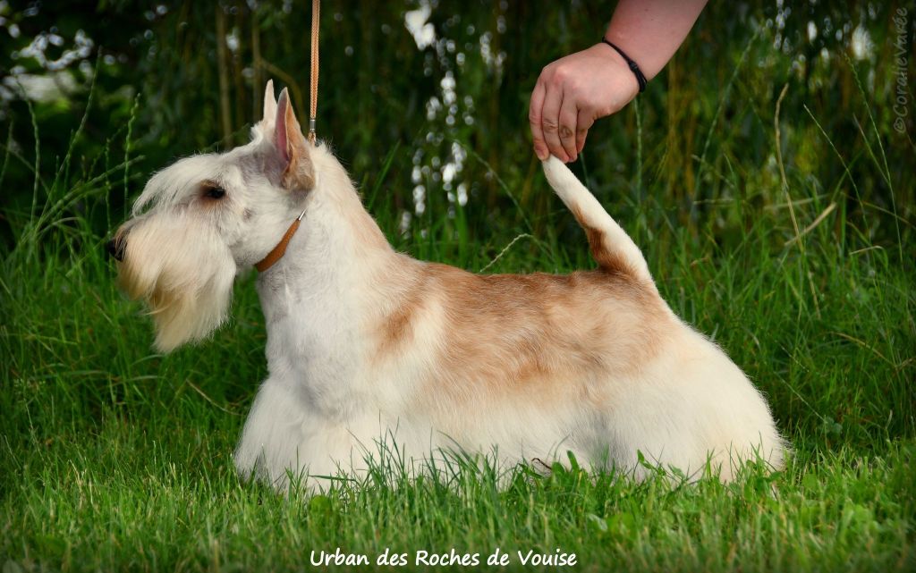 du cercle des gentlemen terriers - Urban.