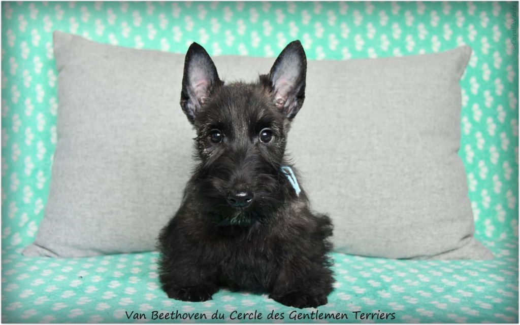 du cercle des gentlemen terriers - Chiots disponibles - Scottish Terrier