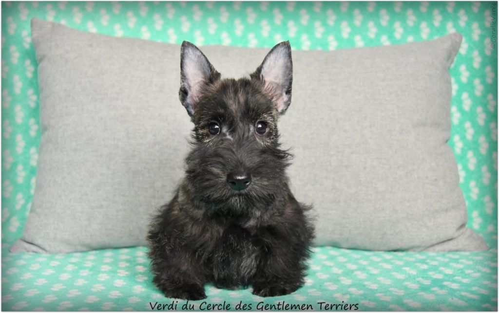 du cercle des gentlemen terriers - Chiots disponibles - Scottish Terrier