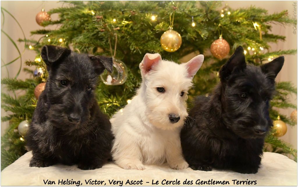 Chiot Scottish Terrier du cercle des gentlemen terriers