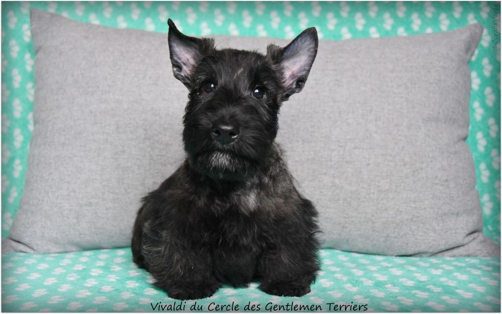 du cercle des gentlemen terriers - Chiots disponibles - Scottish Terrier