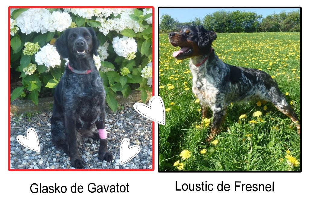 de Gavatot - Des chiots attendus à Gavatot