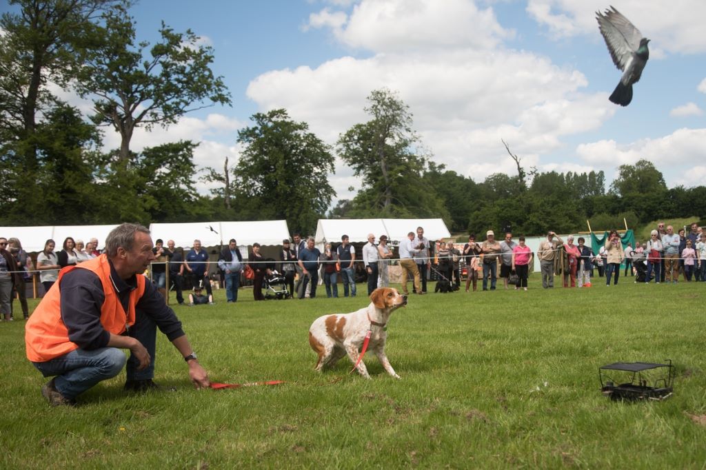 de Gavatot - Belle démonstration de Moxi à la fête de la chasse à Belleville-enCaux