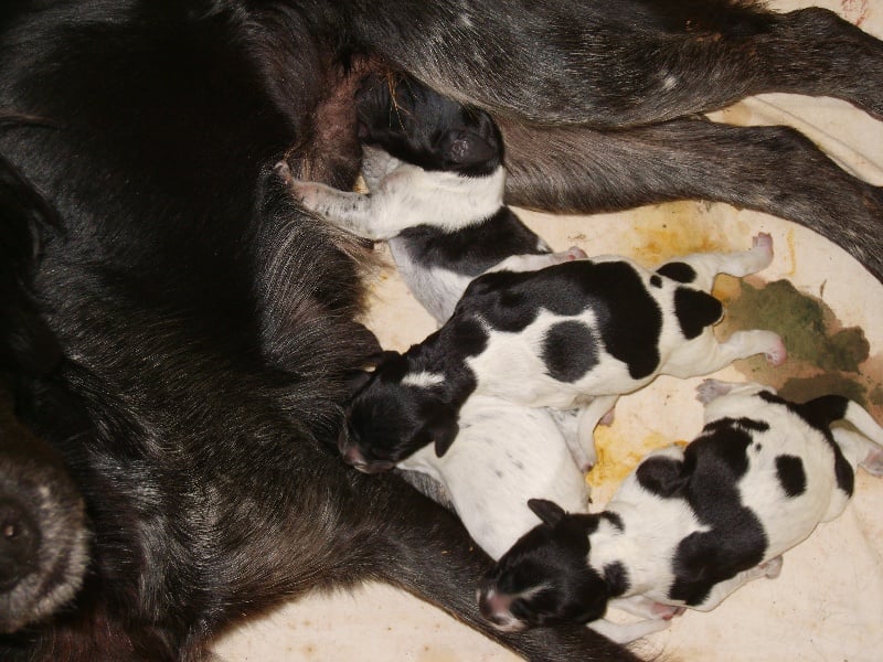 Chiot Epagneul Breton de Gavatot