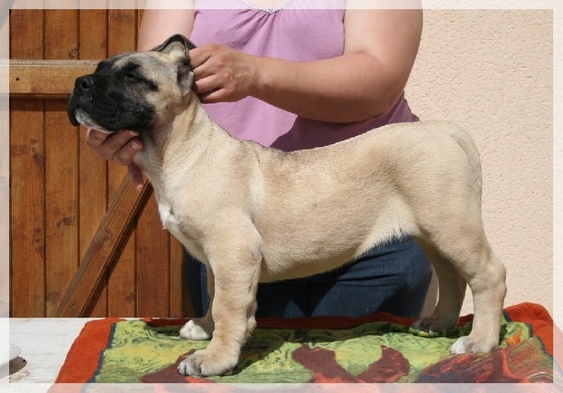 Chiot Dogo Canario El Corazon Del Cazador