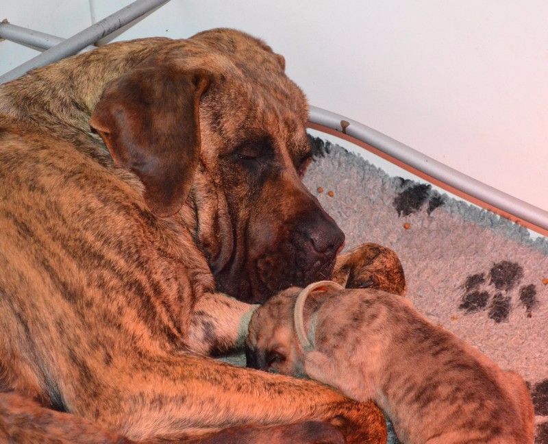 Chiot Dogo Canario El Corazon Del Cazador