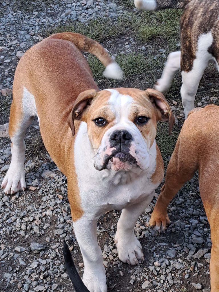 des gardiens de feu - Chiots disponibles - Bulldog continental