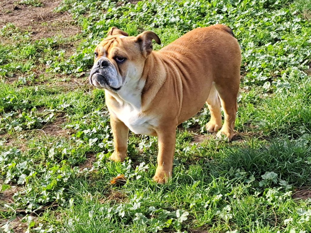 des gardiens de feu - Chiots disponibles - Bulldog Anglais