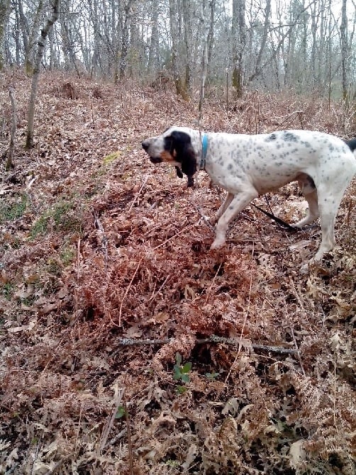 Du vallon Pourpre - MISE A JOUR DES CHIENS