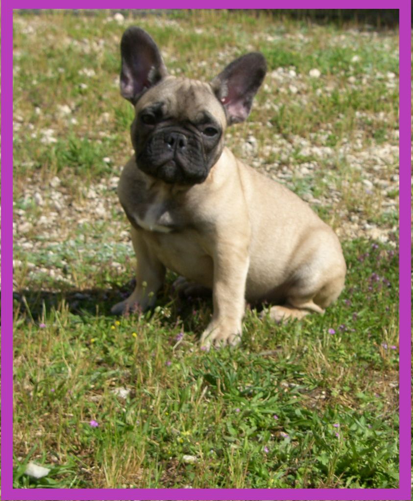 du Comte d'Orval - Chiots disponibles - Bouledogue français