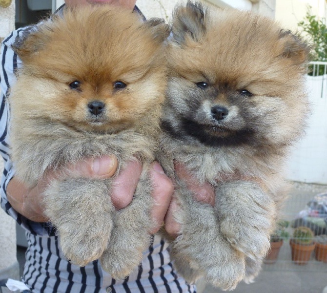 du temple adonis - pour les chiots