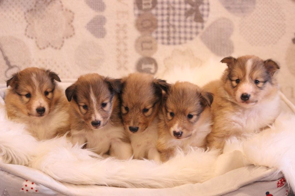 Chiot Shetland Sheepdog Des petites fées des sables