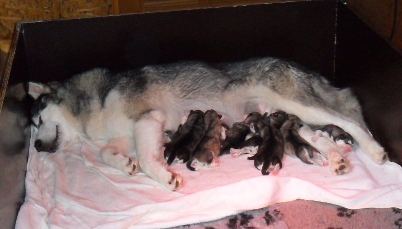 de la Vallée des Hurons - Alaskan Malamute - Portée née le 22/06/2013