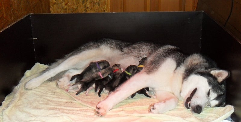 de la Vallée des Hurons - Alaskan Malamute - Portée née le 14/07/2014