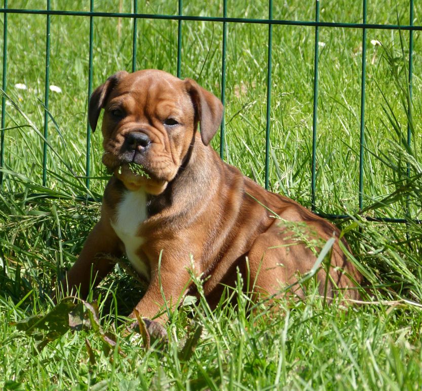 des Terres de Groie - Bulldog continental - Portée née le 09/02/2024