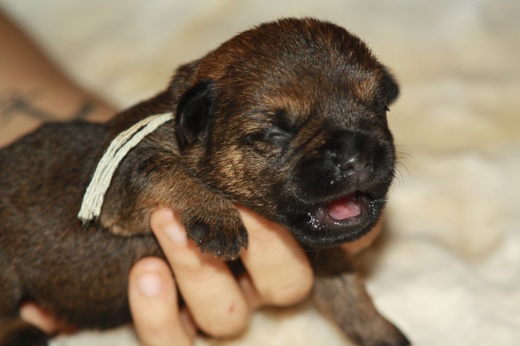 Du moulin du temple - Border Terrier - Portée née le 17/06/2018