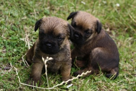 Du moulin du temple - Border Terrier - Portée née le 02/06/2012