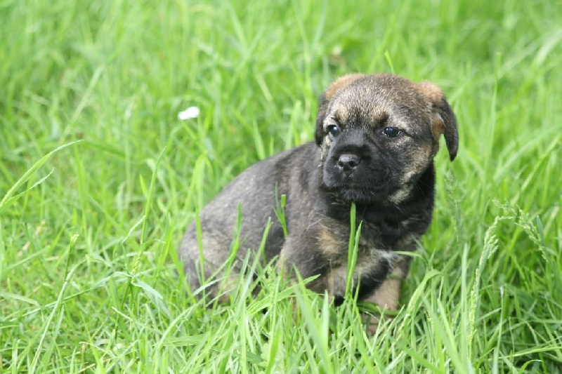 Du moulin du temple - Border Terrier - Portée née le 06/04/2016