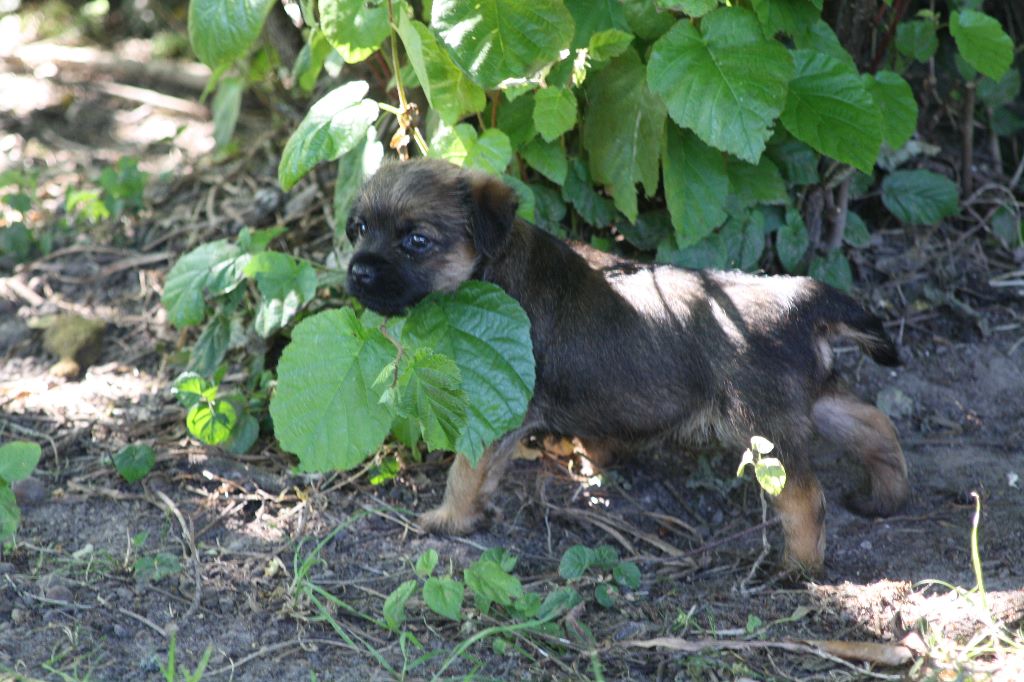 Du moulin du temple - Border Terrier - Portée née le 15/05/2018