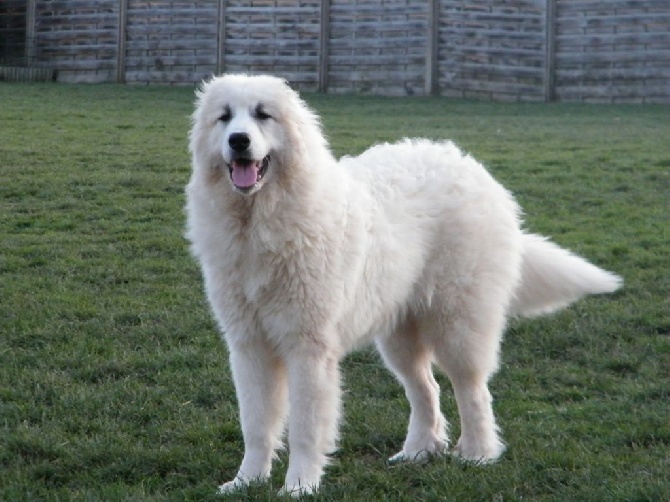 De la cascade de couplan - Exposition Canine Internationale, Montluçon 20 Mars 2016