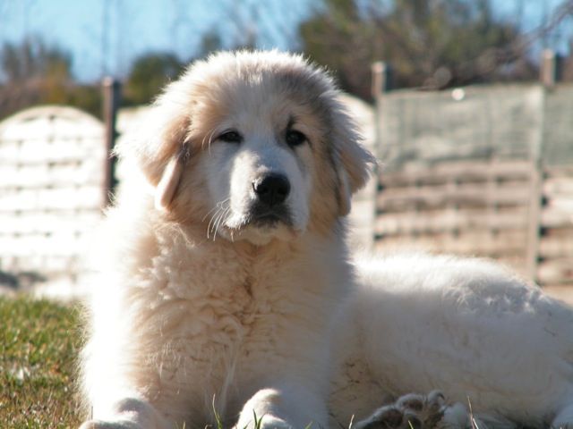 De la cascade de couplan - Exposition Canine Internationale, Bourges 17 Février 2019