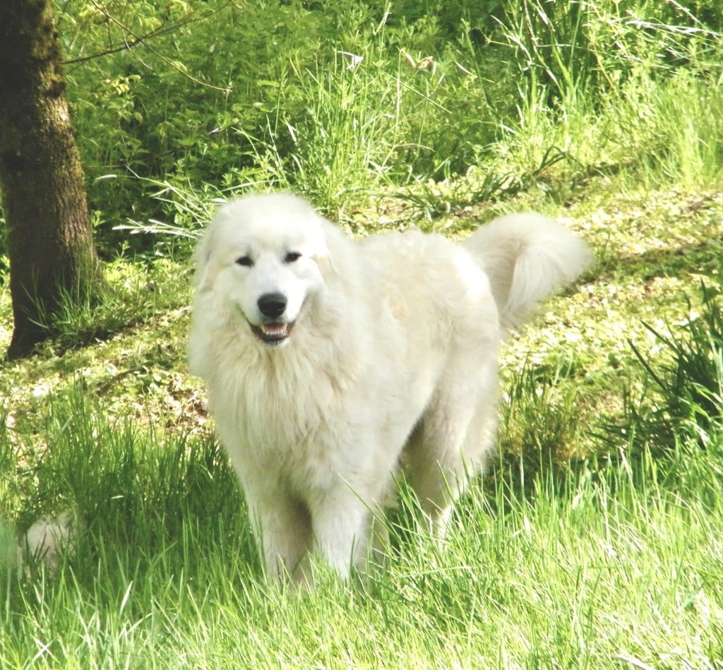 De la cascade de couplan - Exposition Canine Nationale, Chatel-Guyon, 1er Août 2021