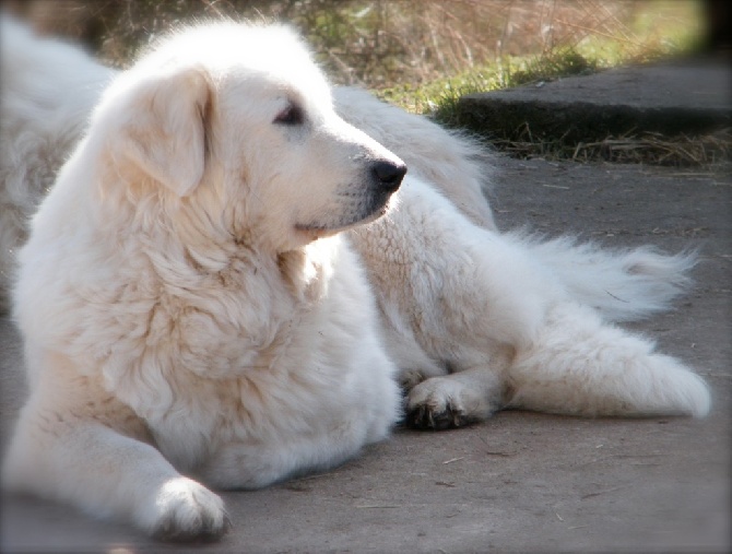 De la cascade de couplan - Exposition Canine Internationale, Bourges 22 Février 2015