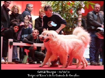 De la cascade de couplan - Exposition Canine Nationale, Bourges 21 Février 2010