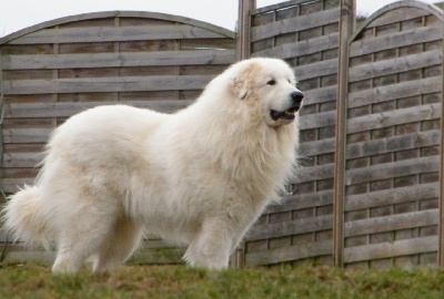 De la cascade de couplan - Exposition Canine Internationale, Montluçon 20 Mars 2011