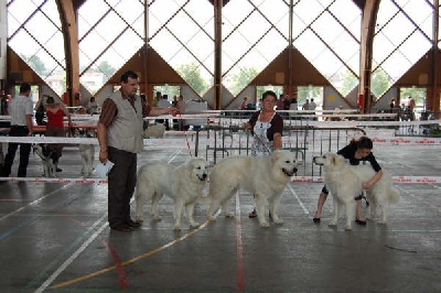 De la cascade de couplan - Exposition Canine Nationale, Charleville Mezières 29 Juin 2009