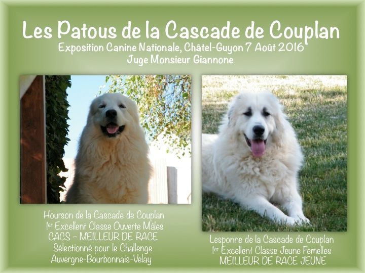 De la cascade de couplan - Exposition Canine Nationale, Châtel-Guyon 7 Août 2016