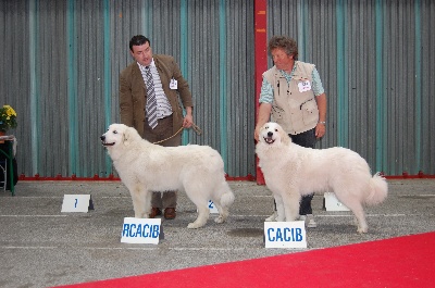 De la cascade de couplan - Exposition Canine Internationale, Limoges 12 Avril 2009