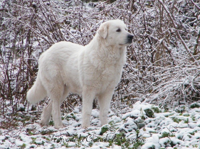 De la cascade de couplan - Exposition Canine Internaionale, Troyes 7 Février 2015