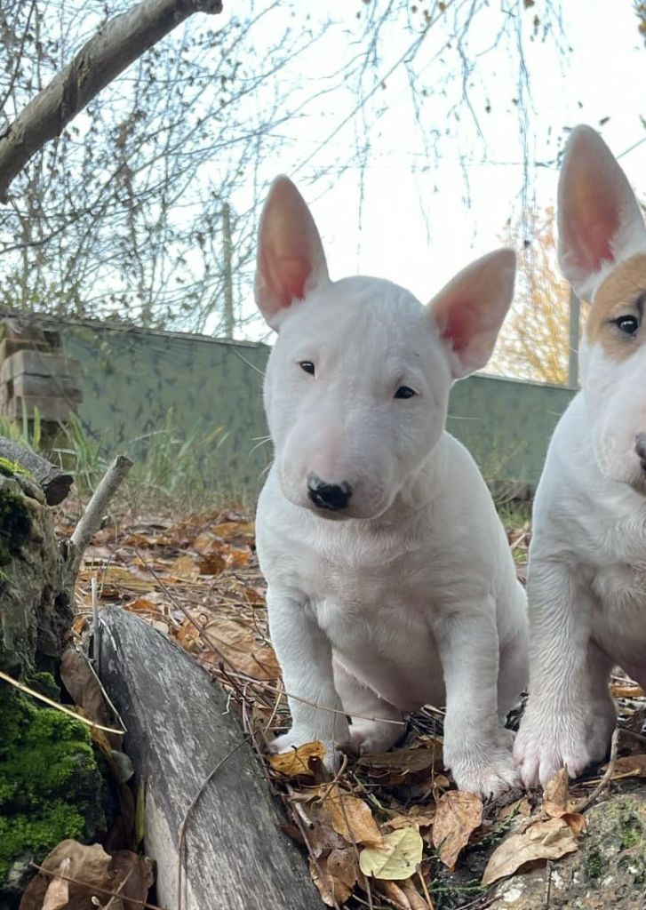 Amjel - Chiots disponibles - Bull Terrier Miniature