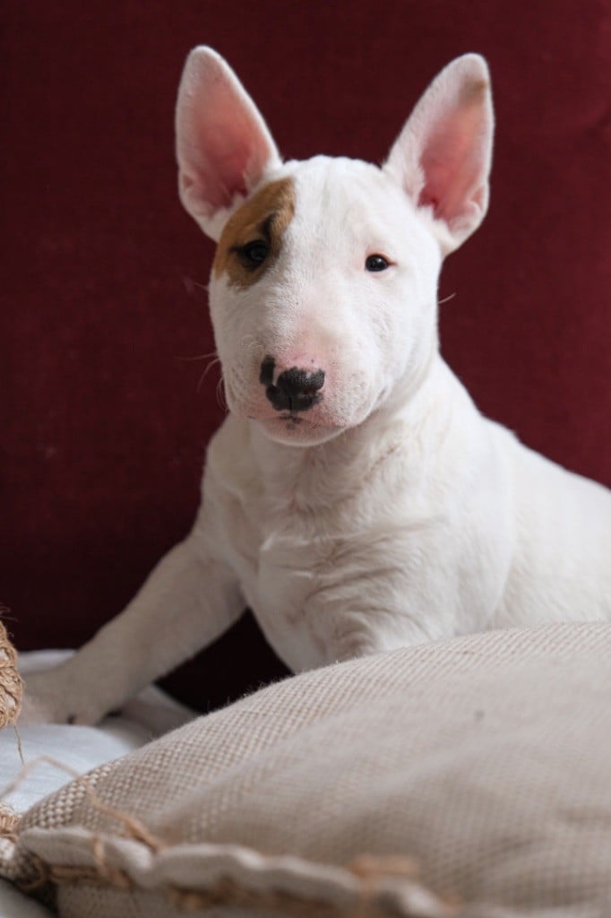 Amjel - Chiots disponibles - Bull Terrier Miniature