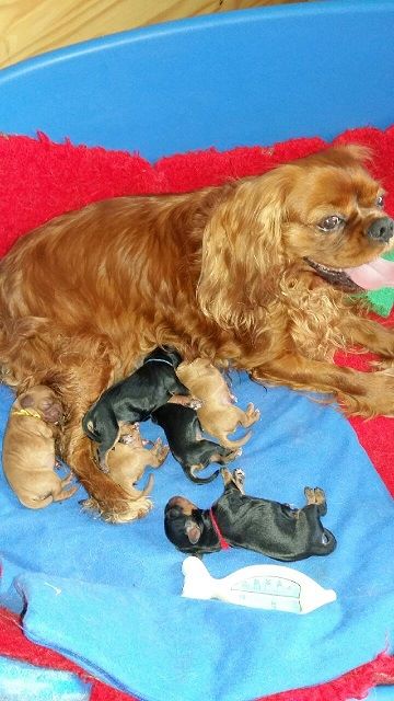 des anges de la Lyve - Cavalier King Charles Spaniel - Portée née le 05/06/2020