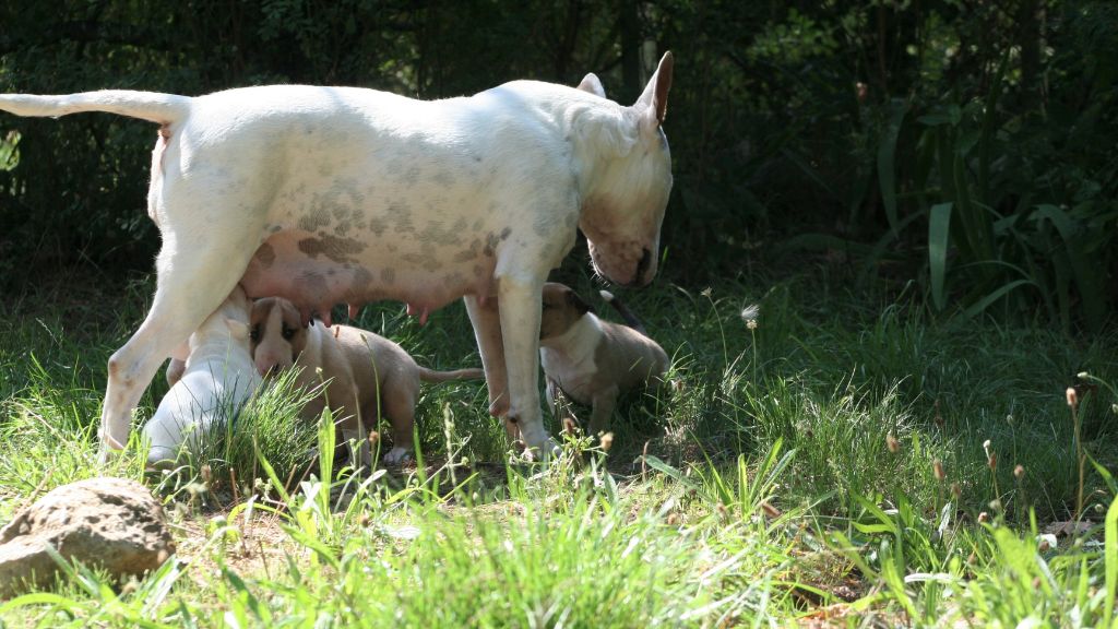 So Addictive - Bull Terrier - Portée née le 24/07/2018