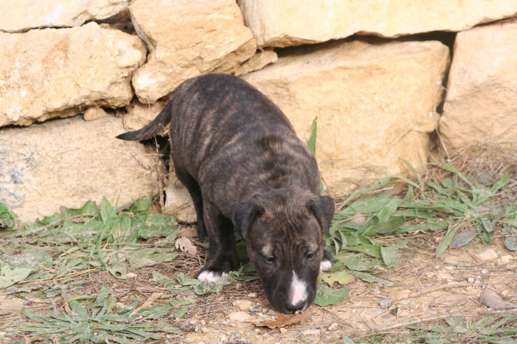 So Addictive - Chiots disponibles - Bull Terrier