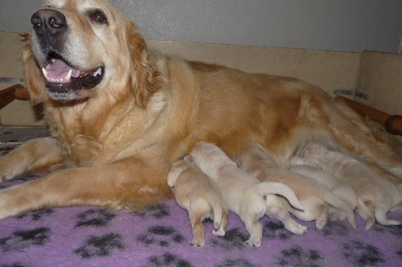 Chiot Golden Retriever de la Ferme du Rotour